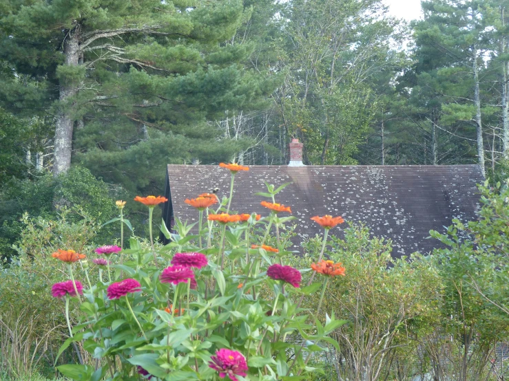 a garden with various flowers and a barn in the background