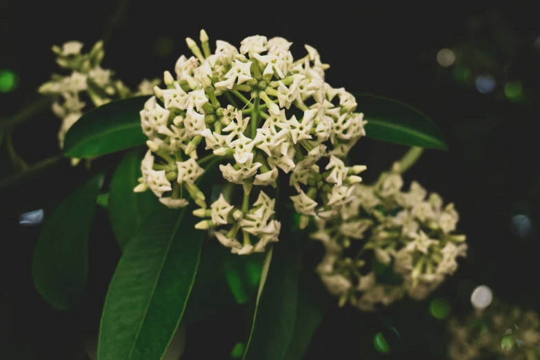 a flower is blooming on the tree and some leaves