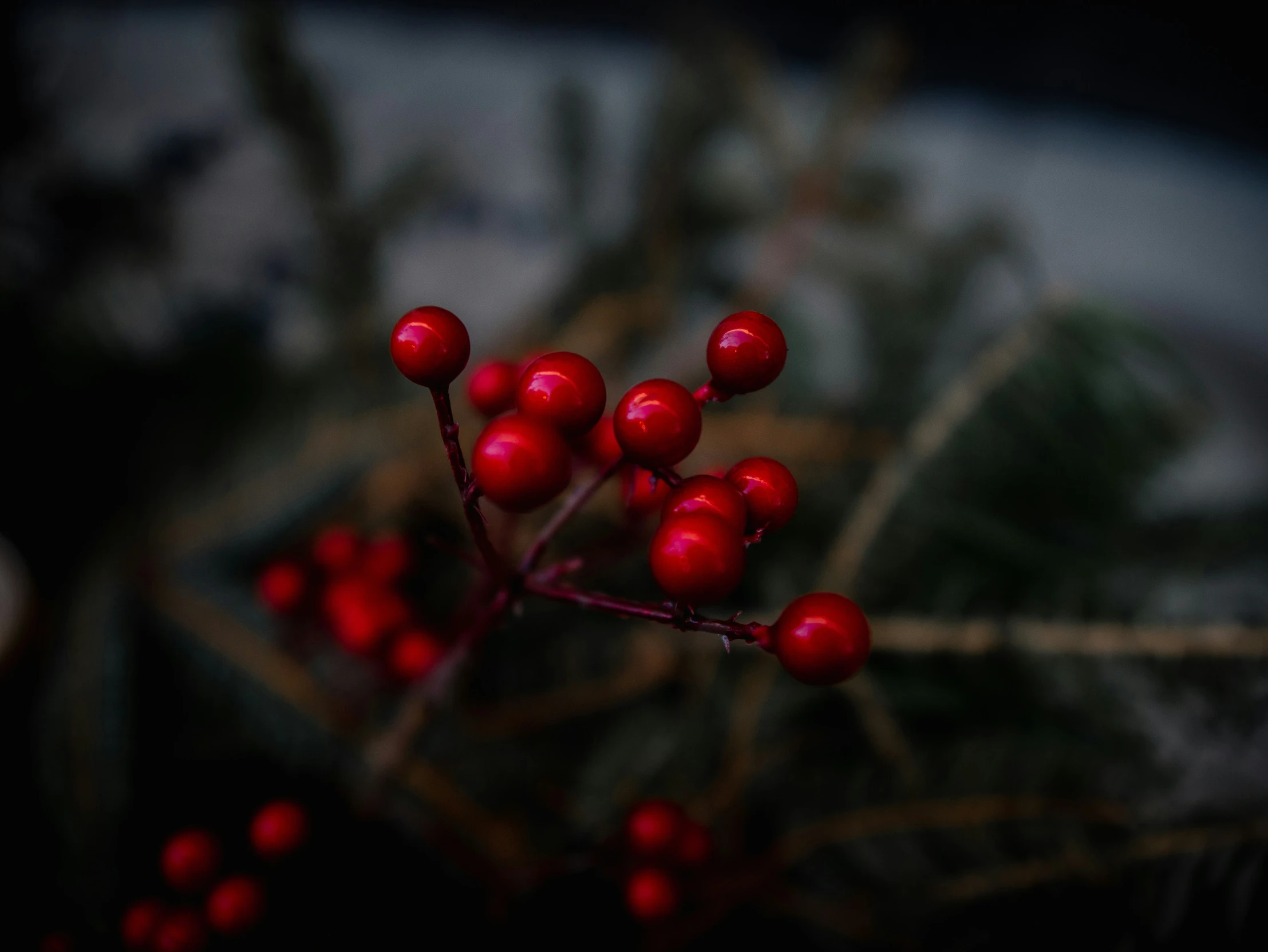 the leaves and berries are growing up close together