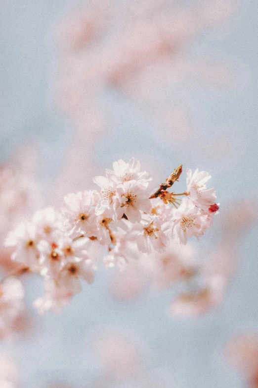 a small insect sits on the top of some pink flowers