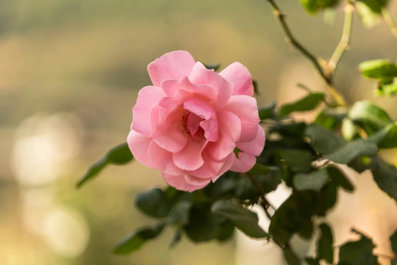 a single pink rose blooming on the twig of a plant