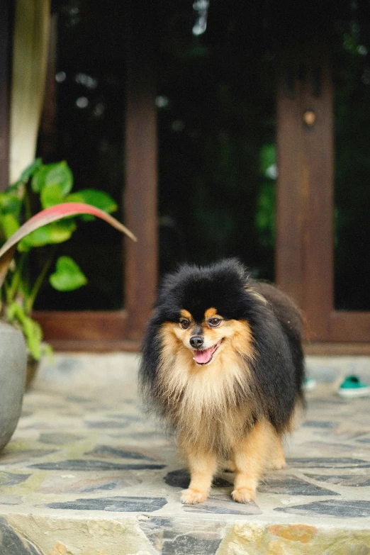 the small dog is on display near a plant