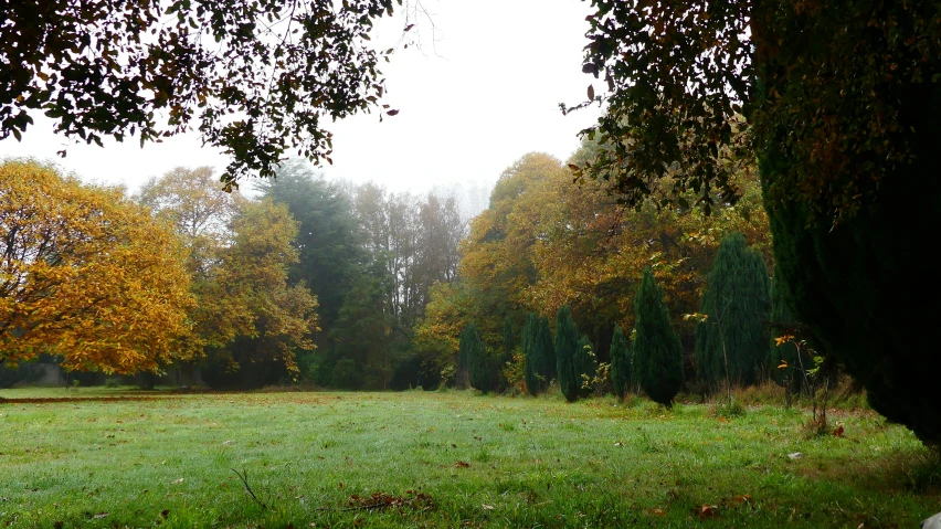 the trees are all yellowed, but they're changing colors