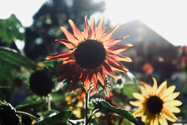 a sunflower sits among the foliage near a house