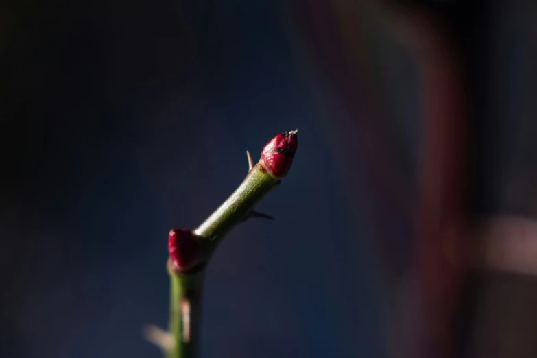 this is an image of a small budding flower