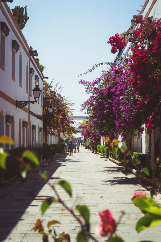 an empty street is full of pink flowers