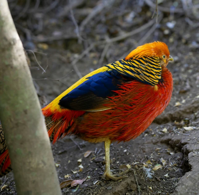 a brightly colored bird is standing next to a nch