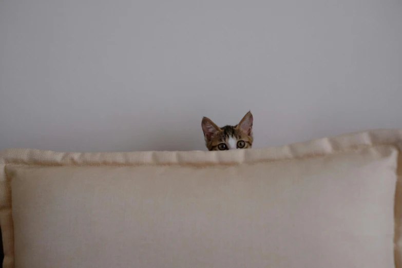 cat peeking behind the corner of a couch