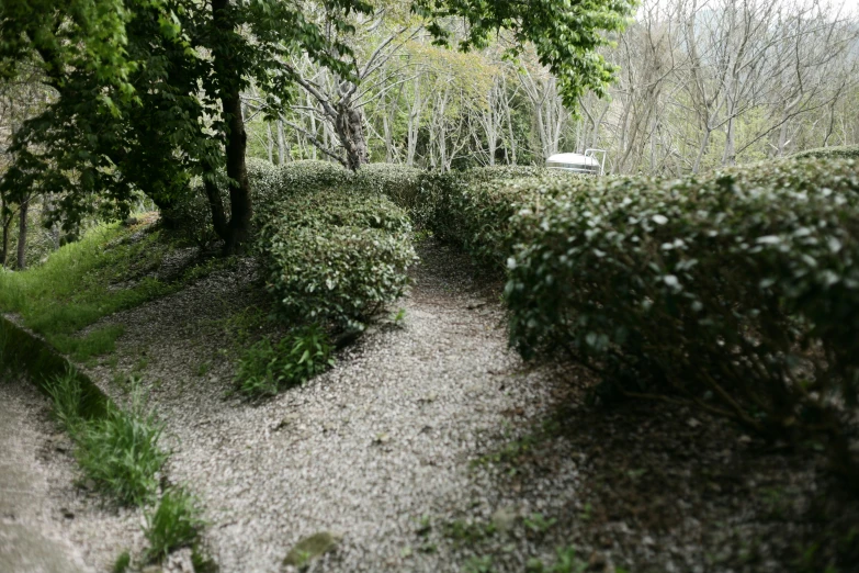 an unrucked stone path in the woods on a foggy day