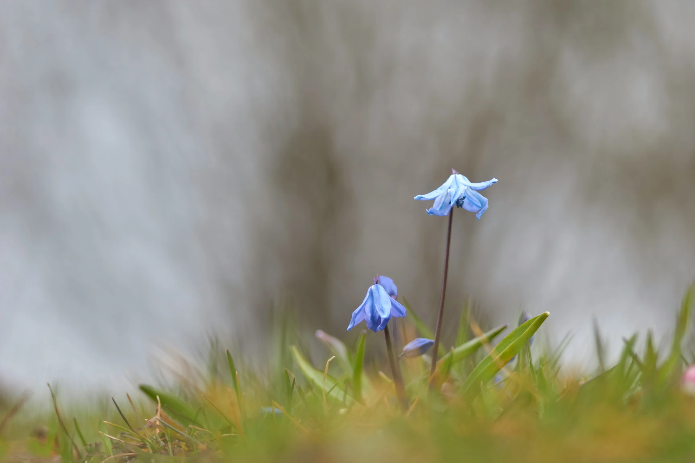 blue flowers that are in the grass near some water