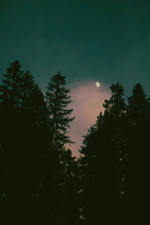 an area with trees that are silhouetted by a moon