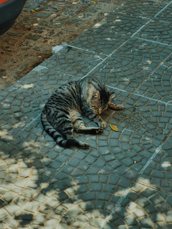 a small gray and black cat lays on the ground