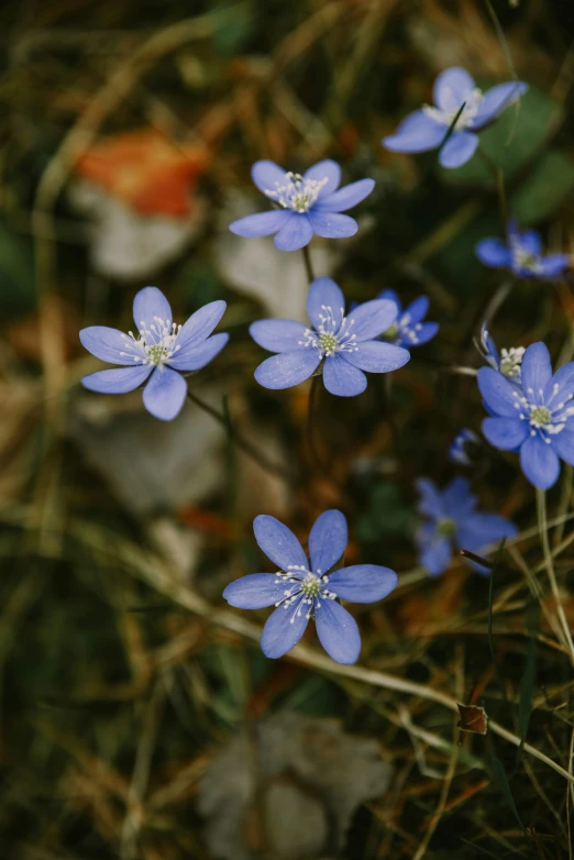 these blue flowers are growing in the ground