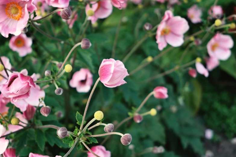 a bunch of pretty pink flowers with some green leaves