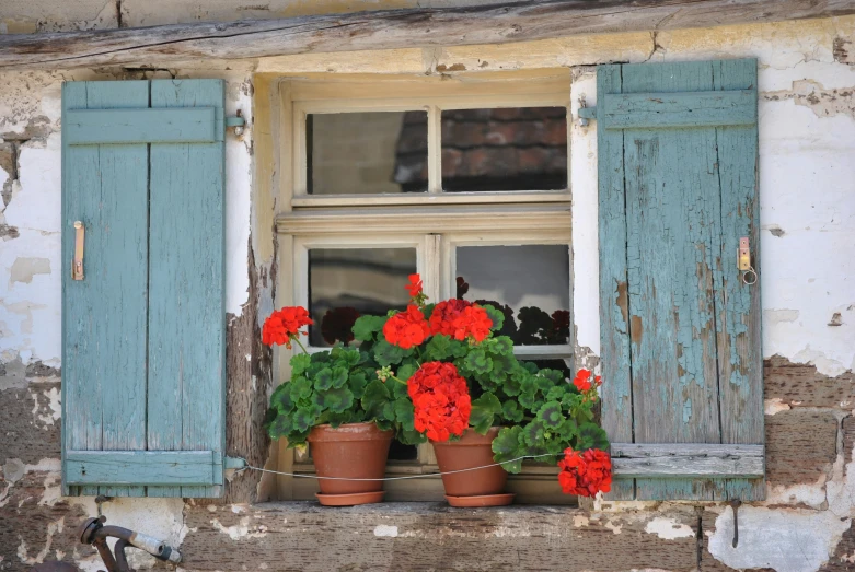 potted flowers are in the window sill of an old building