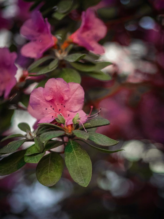 a green bug on pink flowers growing on a tree