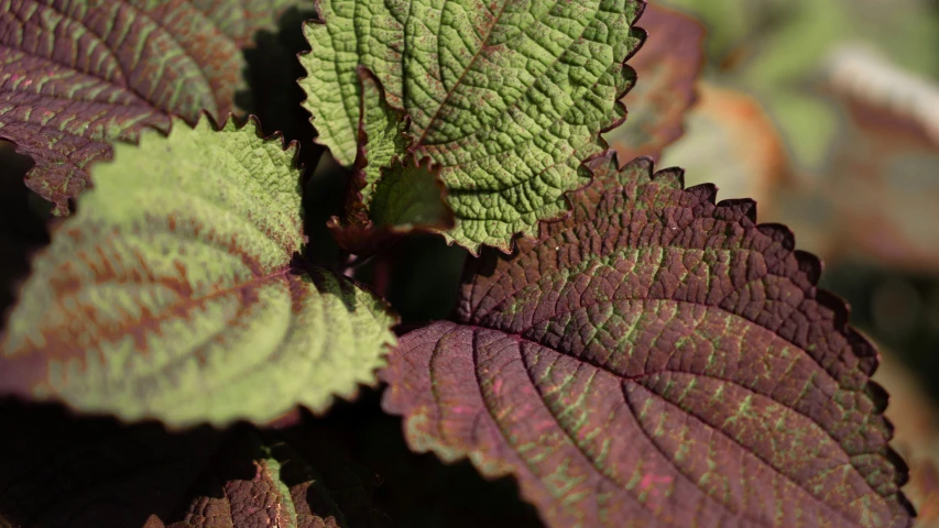 purple and green leaves growing in the ground