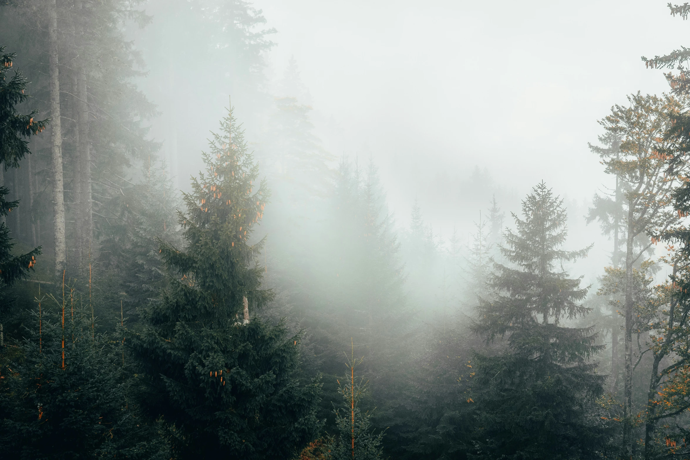 fog is rising in a pine forest
