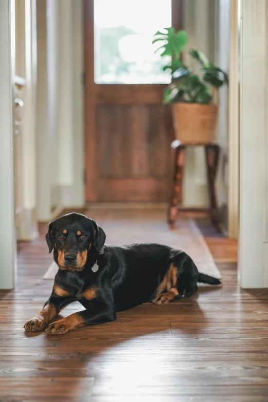 the large dog has ears hanging over the front door