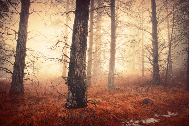 some trees and other vegetation on a forest floor