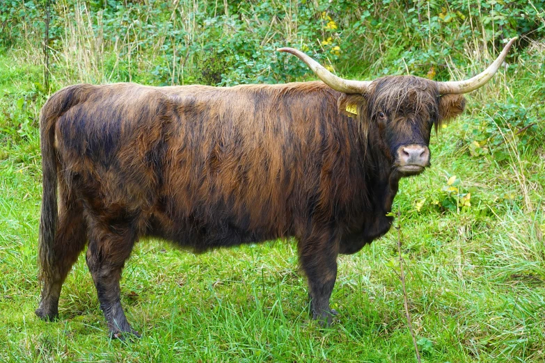 a large, brown ox with long horns on top of grass