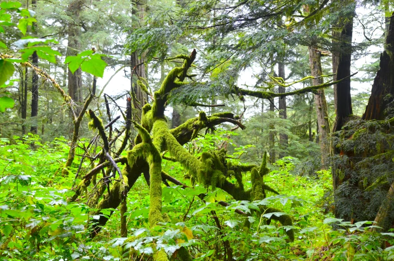 a mossy tree is surrounded by other green vegetation