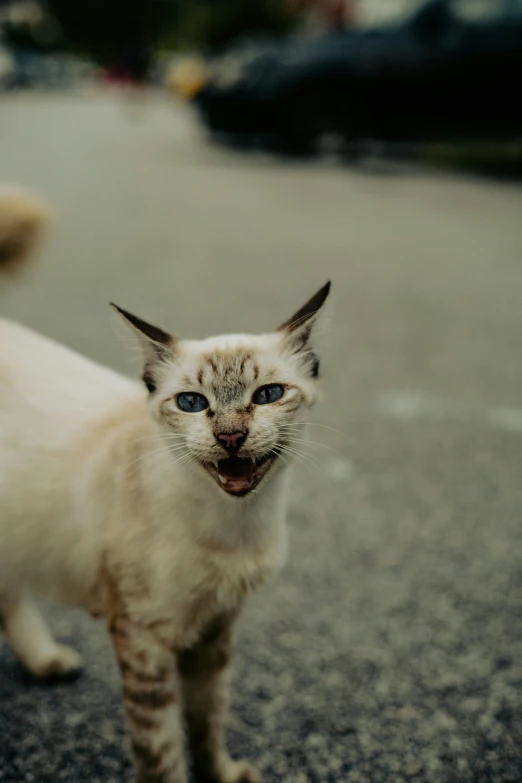 a kitten with its mouth open and eyes open