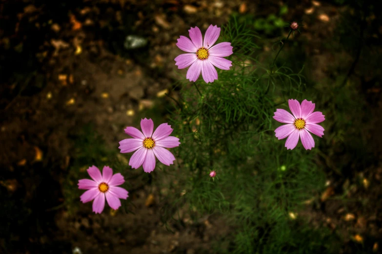 purple flowers in a field that are almost black