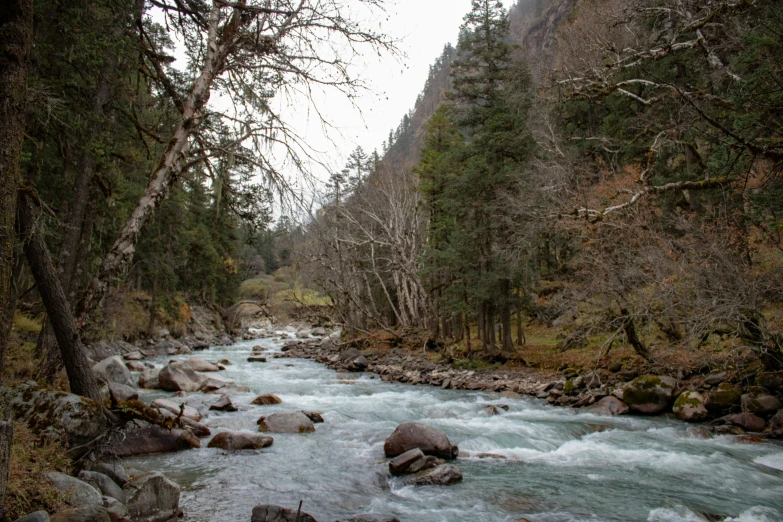 a small stream flowing down a forest covered hillside