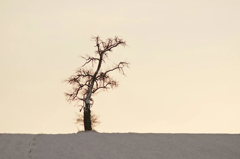 two deer grazing in the grass next to a lone tree