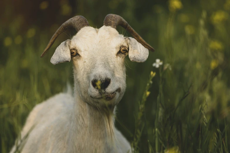 a close - up of a goat with long horns