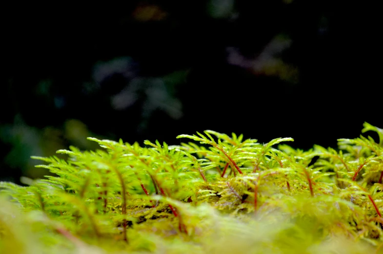 moss growing in the wild with bright green leaves