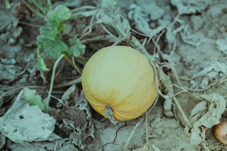 a rotten orange on the ground with other vegetables