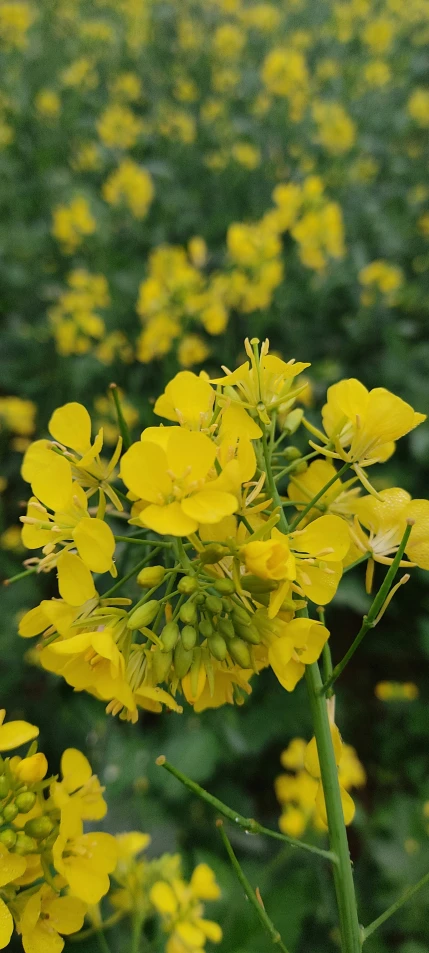 a group of yellow flowers are in a field