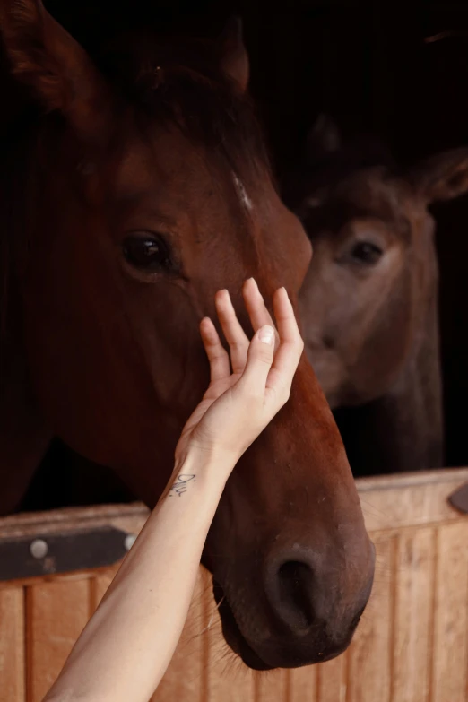 woman touching a brown horse in the stable