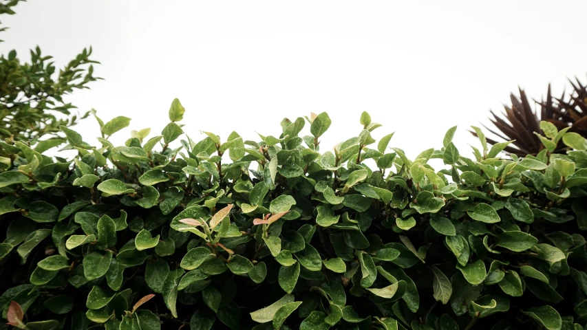 a large green hedge that is standing on a hill