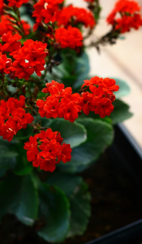 an image of flowers growing on the ground