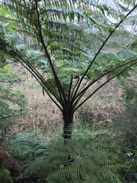 a large tree surrounded by grass and leaves