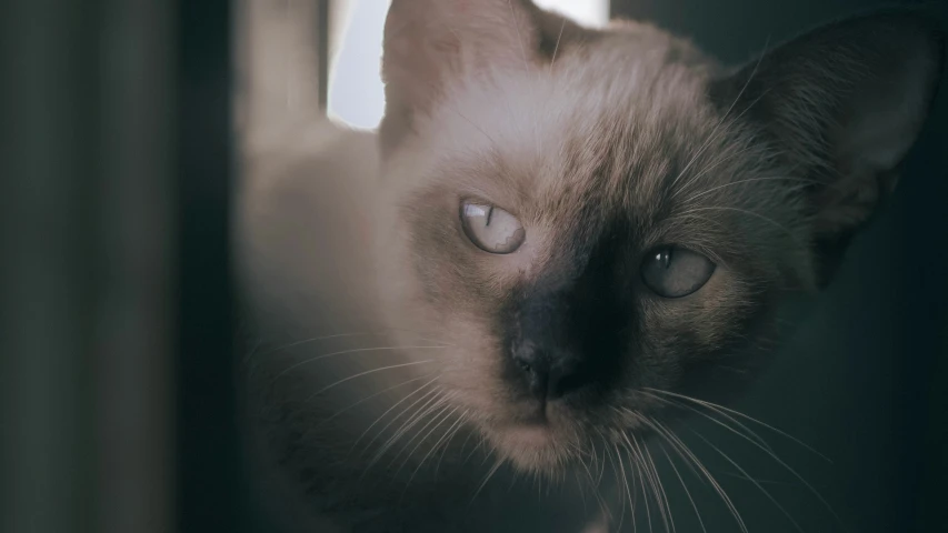 close up of siamese cat looking out the window