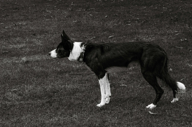 a black and white dog standing in a grassy field