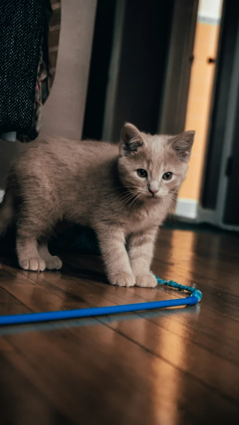 a kitten walks on a wood floor near a blue tug toy