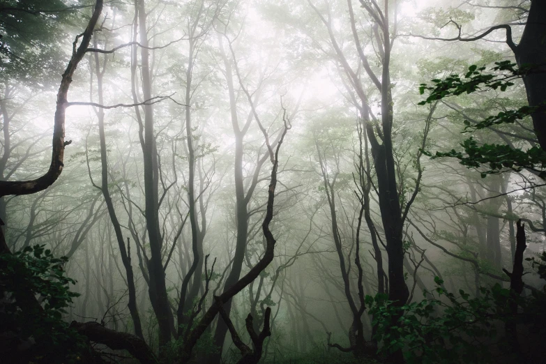 a dense forest filled with trees covered in fog