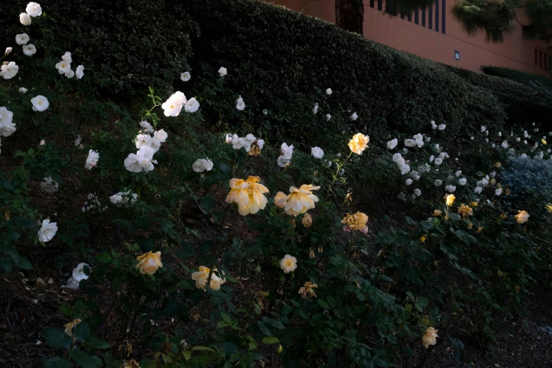 a bunch of flowers that are growing in the dirt