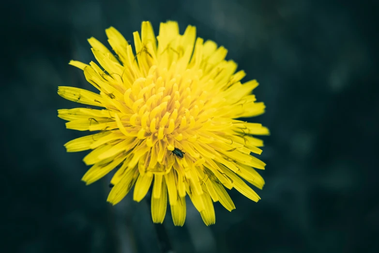 yellow dandelion with leaves growing on the top