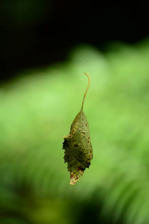 a large green leaf hanging from a brown stem