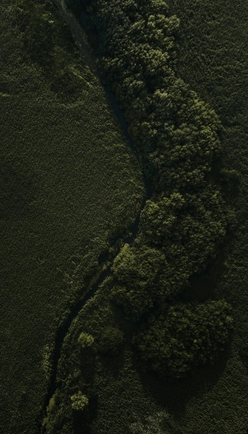 a large tree line with a train going through it