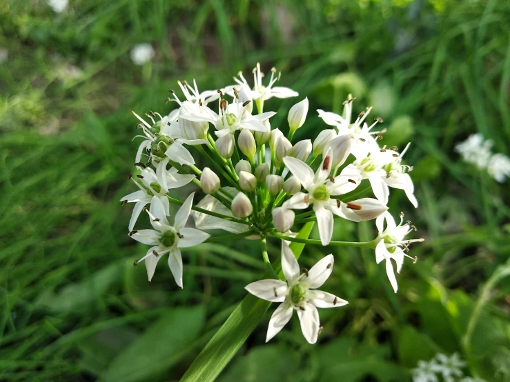 a bunch of white flowers on some green grass