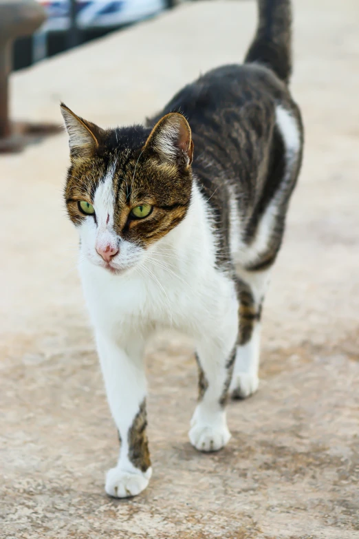 a cat walks through the cement near a fire hydrant