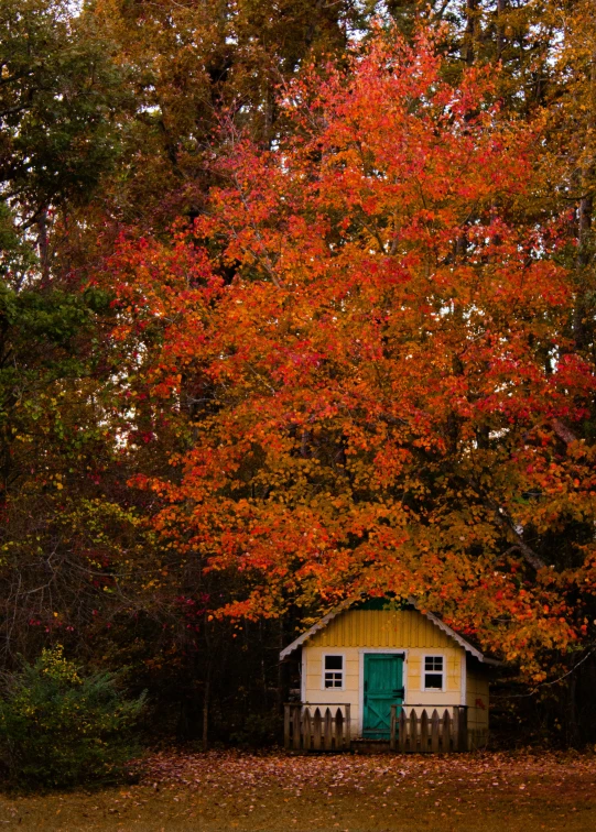 the tree has red leaves on it as it sits in the middle of a field