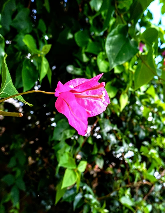 a pink flower in the foreground, with green foliage